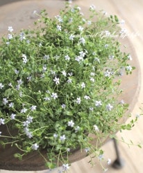 �ץ�ƥ������إ饤�ȥ֥롼��