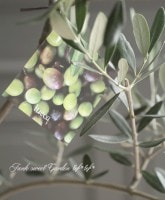 ���꡼�֡��إ�å��١������ɤ����ɳ������ߺϲ�souju�����Ω�ơ�no.14