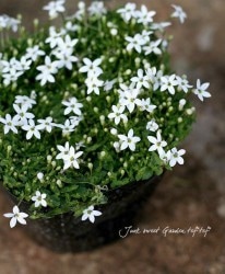 �����ܥ������ץ�ƥ������إۥ磻�ȡ�