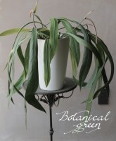 �ڴ��տ�ʪ�ۡ����󥹥�塼�ࡡ�إӥ���ե��ꥢ��١��إӥ���ե��ꥢ���