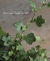 �إǥ顡�إ��å��եåȡ١����Ҥ��­�η�