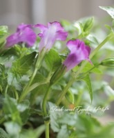 �Ƥ˶����ȥ�˥������礤�������� ����ꥹ���إ���С��֥롼��