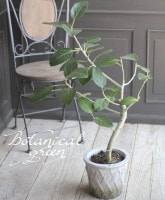 �ڴ��տ�ʪ�ۡ�������ڡ��إե��������٥󥬥�󥷥��١��ۥ磻�ȥݥå�