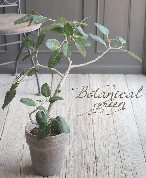 現品　フィカス　ゴムの木　ベンガレンシス　41番　原木　インテリア　観葉植物 bengal8wh.jpg