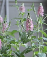 �ԥ󥯲֡����ɺ��٥��˥����إե������ȥ�֡�