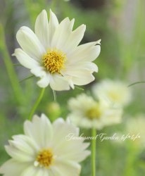 �����⥹���إ�����ȥ�������ۥ磻�ȡ�