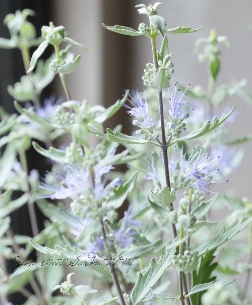 70 ＊暑さ寒さに強い宿根草カリオプテリス（スターリングシルバー）　来年用 3d951eadee48c615fa8902d333bbf0