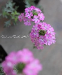 �ɺ��С��٥ʡ��ƥͥ顡�إԥ󥯡�