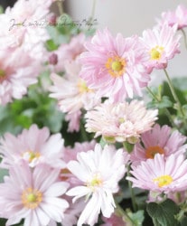 Ȭ�ź餭������ �إ����١����奦�ᥤ����
