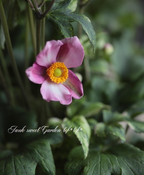 斑入り秋明菊 初音 シュウメイギク Flower Species Junk Sweet Garden Tef Tef