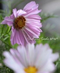 ����ѥ����ʼ�Υ����⥹���إ�֥��󥰡�