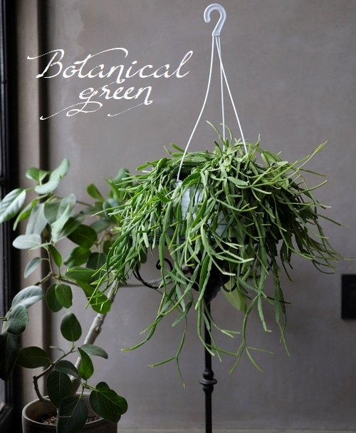 リプサリスサルコイアシ　抜き苗サボテン リプサリスサルコイアシ 抜き苗サボテン 楽天市場】多肉植物 猿恋葦