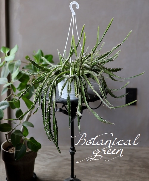 リプサリスサルコイアシ　抜き苗サボテン リプサリスサルコイアシ 抜き苗サボテン 楽天市場】多肉植物 猿恋葦