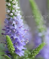 �ɺ��٥��˥������󥮥ե��ꥢ���إ֥롼�֡�����