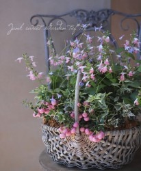 tef*tef*�󤻿��� 2017 * no.29 *���ԥ󥯤ΥХ����å�