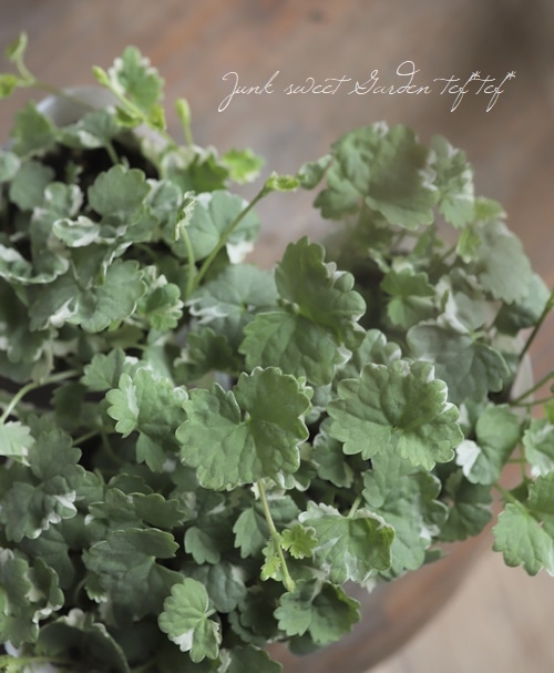 斑入りグレコマ 『バリエガータ』 | すべての商品 | | Junk sweet