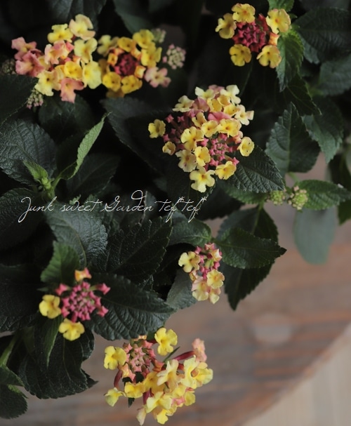 花 ページ ランタナ 『七変化』 | すべての商品 | | Junk sweet Garden tef