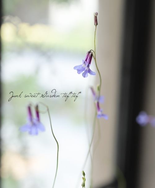 ロベリア プリンセスブルー すべての商品 Junk Sweet Garden Tef Tef