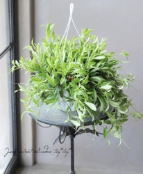 �ڴ��տ�ʪ�� �������ʥ󥵥����إߥ���󥵥���