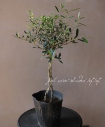 ���꡼�֡����Ԥ߻�Ω�ơ١�