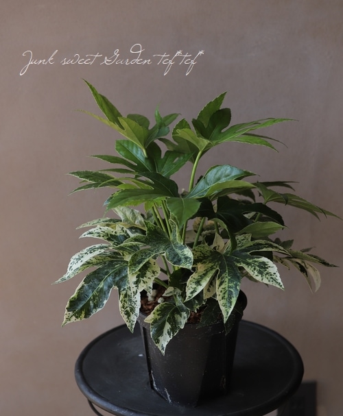 ヤツデ 紬絞り 『スパイダーウェブ』 | すべての商品 | | Junk sweet