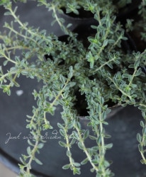 �ϡ��֡��إ����꡼�������