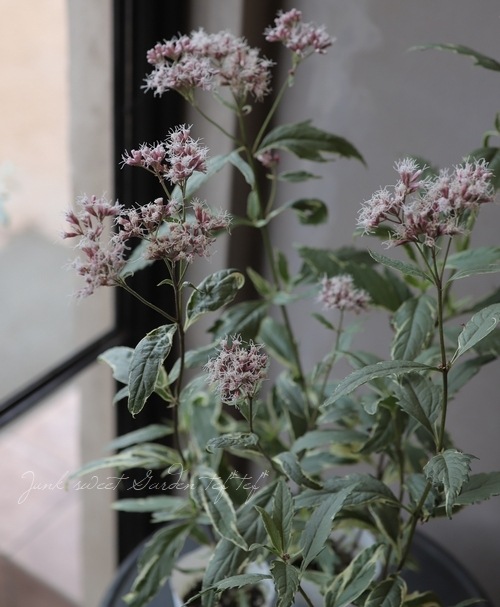 確認用 フジバカマ 斑入り 2ポット 000000008170.jpg