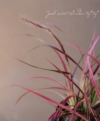 �ڥ˥����ࡡ�إ����꡼���ѡ����顼�١��ե�����ƥ󥰥饹