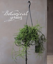 �ڴ��տ�ʪ�ۡ���ץ��ꥹ���������ܥƥ�