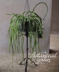 �ڴ��տ�ʪ�ۡ���ԥ��ߥ��� �إܥ�ӥ��ʥ��