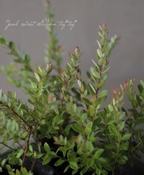 �����ʥ�󥿥�٥꡼���վ޲��͹⡪�֥롼�٥꡼���إͥ��ƥ��֥֥롼��