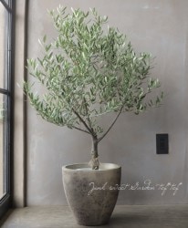 ���꡼�֡��إ��ץ�å����Ρ١������ɤ����ɳ������ߺϲ�souju�����Ω�ơ�no.10