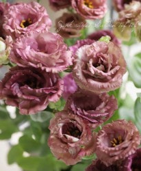 Ȭ�ź餭�ȥ륳�����祦 �إ���С����֥롦�С��ܥ�١�