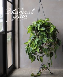 �ڴ��տ�ʪ�ۡ��ե����ǥ�ɥ��󡡡إ֥饸���