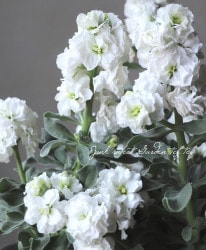 Ȭź餭ȥå  إϥ֥ۥ磻ȡ