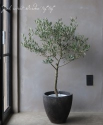 ���꡼�֡��إͥХǥ����֥�󥳡١������ɤ����ɳ������ߺϲ�souju�����Ω�ơ�no.11