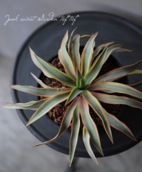 ��å�������ե���ƥ��ڥ����إ֥饤�ȥ�������