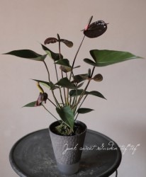 �ڴ��տ�ʪ�ۡ����󥹥ꥦ�ࡦ����ɥ쥢�ʥࡡ�إ֥�å���֡�