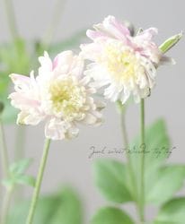 Ȭžغ餭ơإԥ١奦ᥤ ڲָ10off