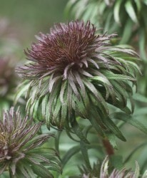 �ɺ��𥢥��������إ���쥤����