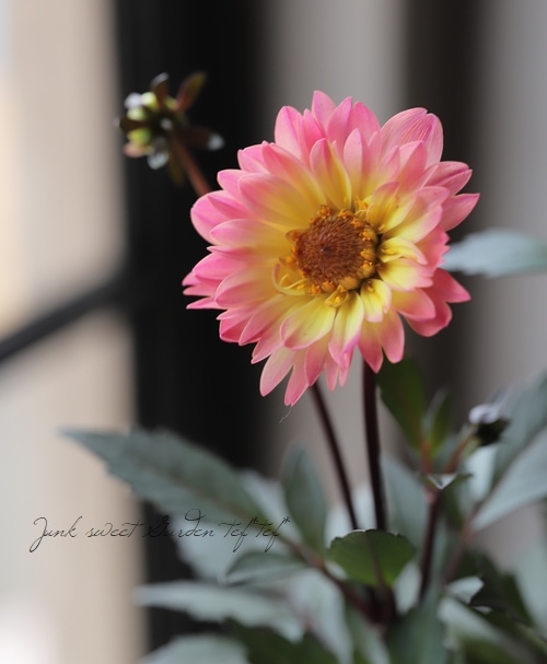 銅葉プチダリア ピーチラバーズ②ポット苗木村園芸 特定記録付き発送 銅葉