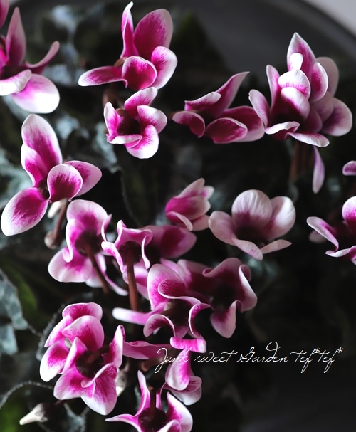 軽井沢育ちのガーデンミニシクラメン 『シャインパープル』 | すべての