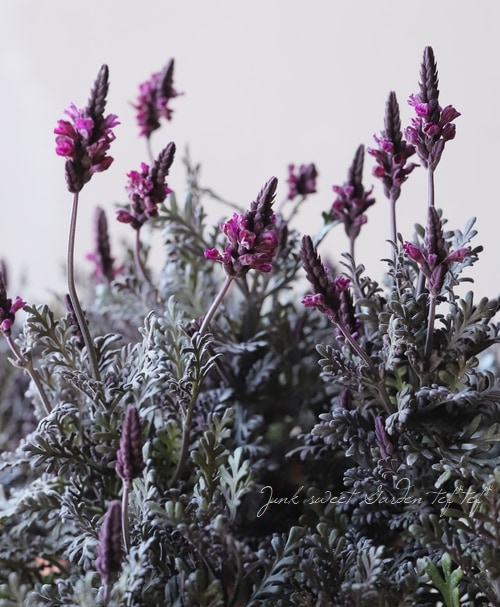 レースラベンダー 『バイオレットフィズ』 | すべての商品 | | Junk