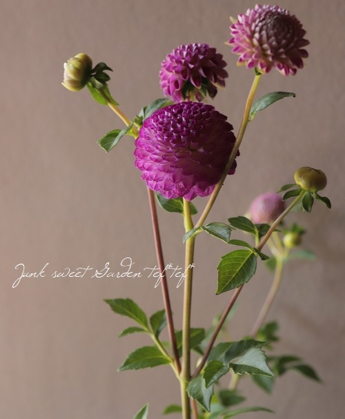 ぽんぽん咲きダリア ピンク すべての商品 Junk Sweet Garden Tef Tef