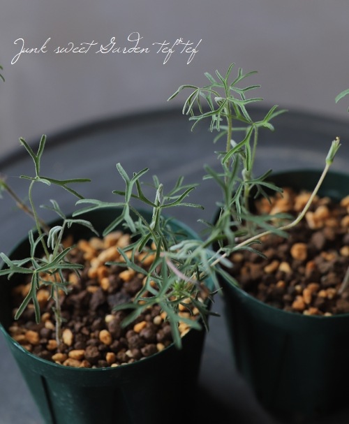 希少種オキザリス 『ビフルカータ』 | すべての商品 | | Junk sweet