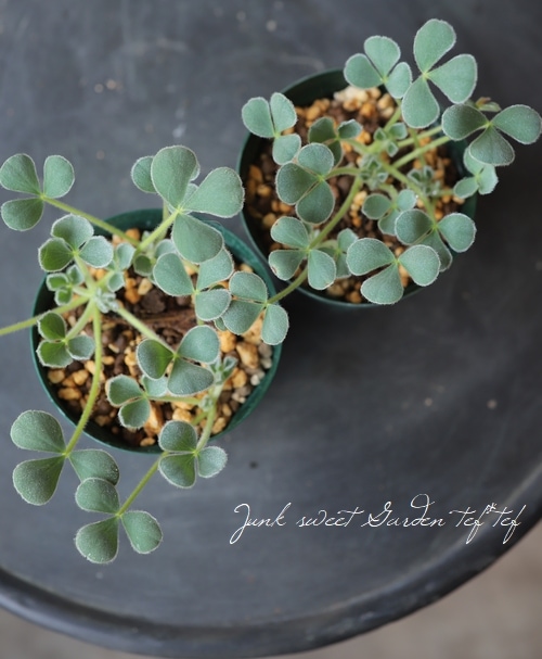 オキザリス　ケンアスレット　ポット苗 希少種オキザリス・メラノスティクタ 『ケン アスレット』 | すべての