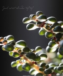 �ԥ쥢���إ���ե��饻���������ܡ����١�Ϫ��