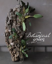 �ڴ��տ�ʪ�ۡ�����ǥ�ɥ��ӥ塼�� �����쥬���� �إޥ��㥹�١����륯�դ����������