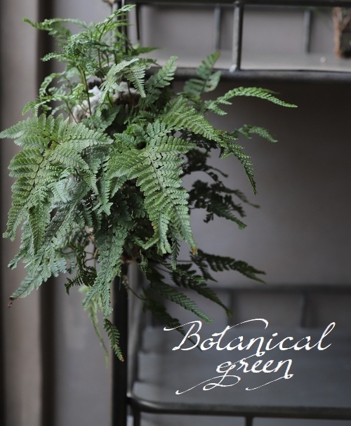 観葉植物】 石化シノブ 『猫の手シダ』 ヘゴ材付け 着生シダ 古典植物