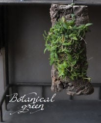 �ڴ��տ�ʪ�ۡ����泌�ԥǥ�ɥ�ࡡ�إݡ��ѥå����١����륯�դ����������